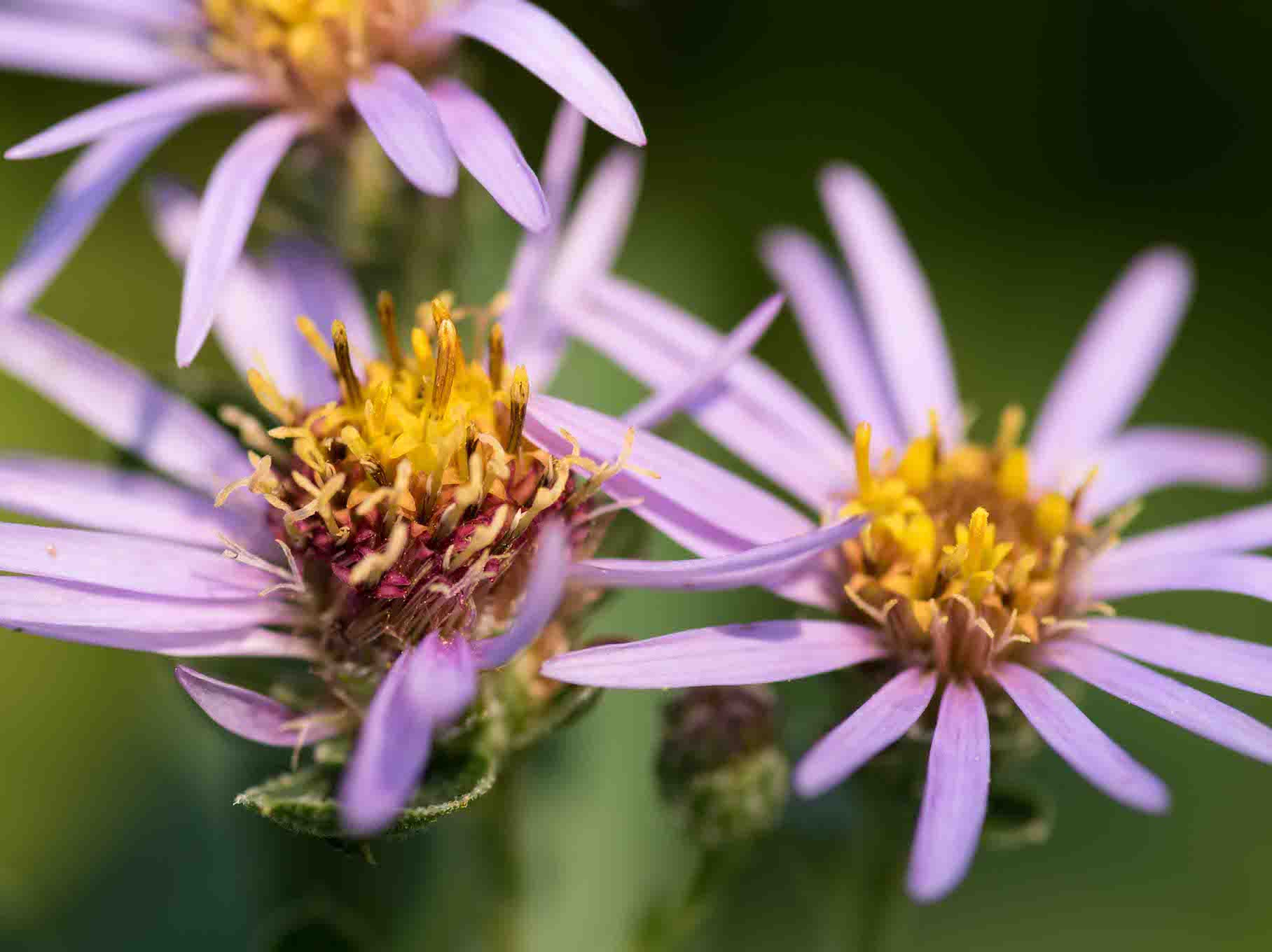 Macro Photography – ONLINE - Image 4
