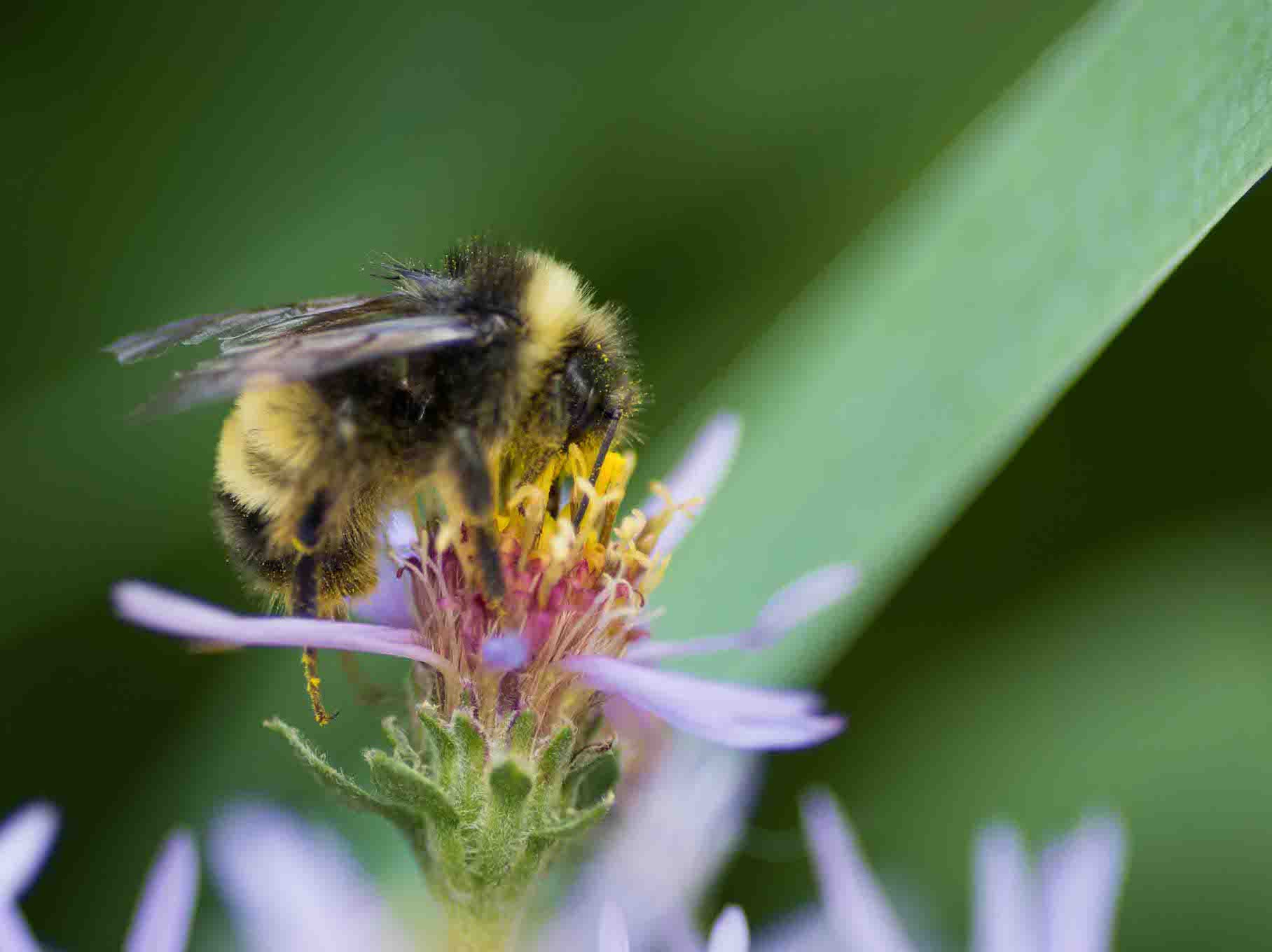 Macro Photography – ONLINE - Image 2