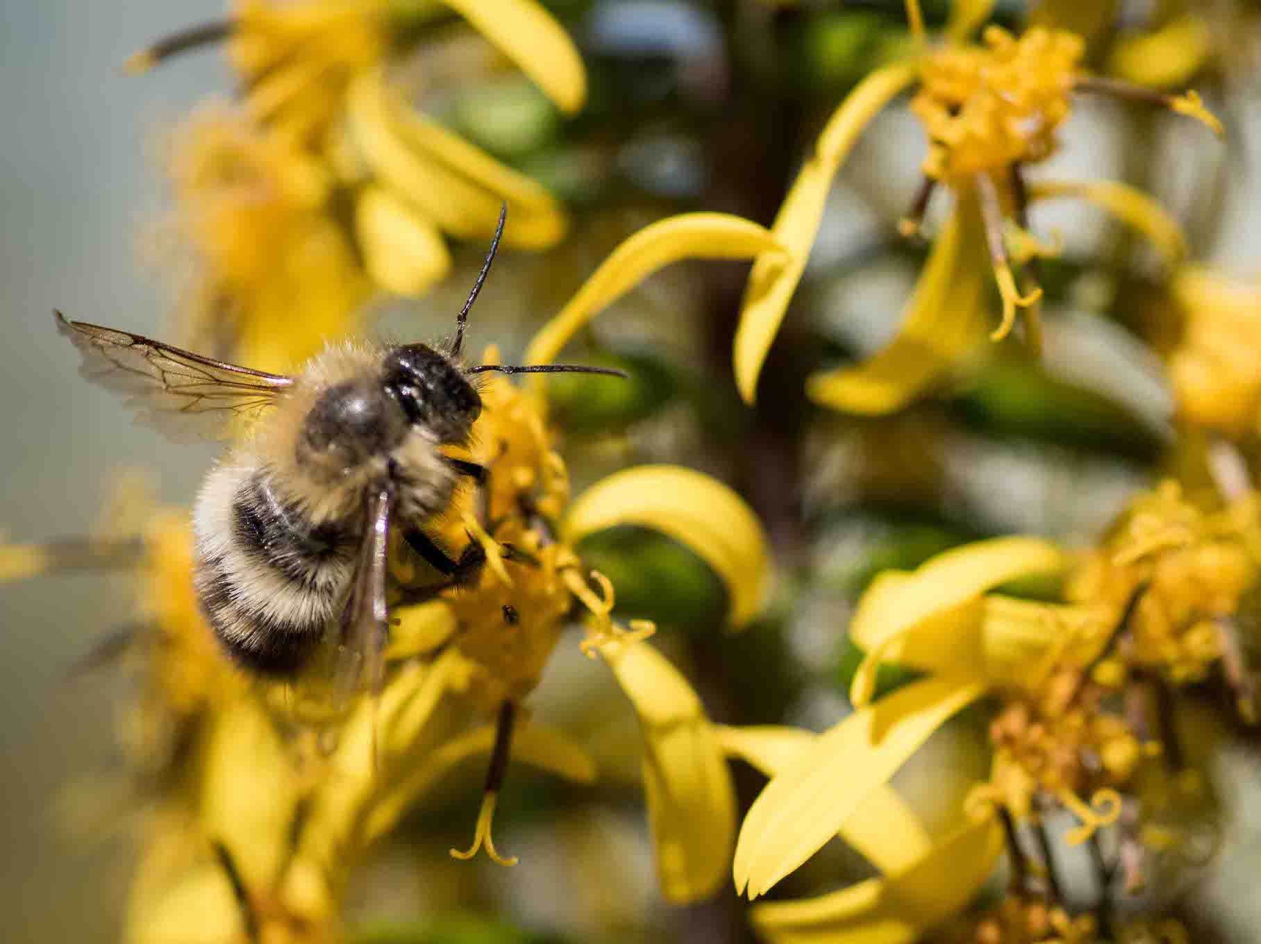 Macro Photography – ONLINE - Image 3