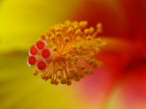 Macro Photography – ONLINE