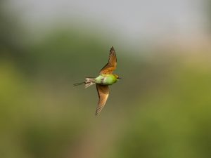 Evening Light and Feathered Flight: A Bird Photography Experience at Inglewood Bird Sanctuary: Sunday May 18, 2025 5pm - 9:30 pm