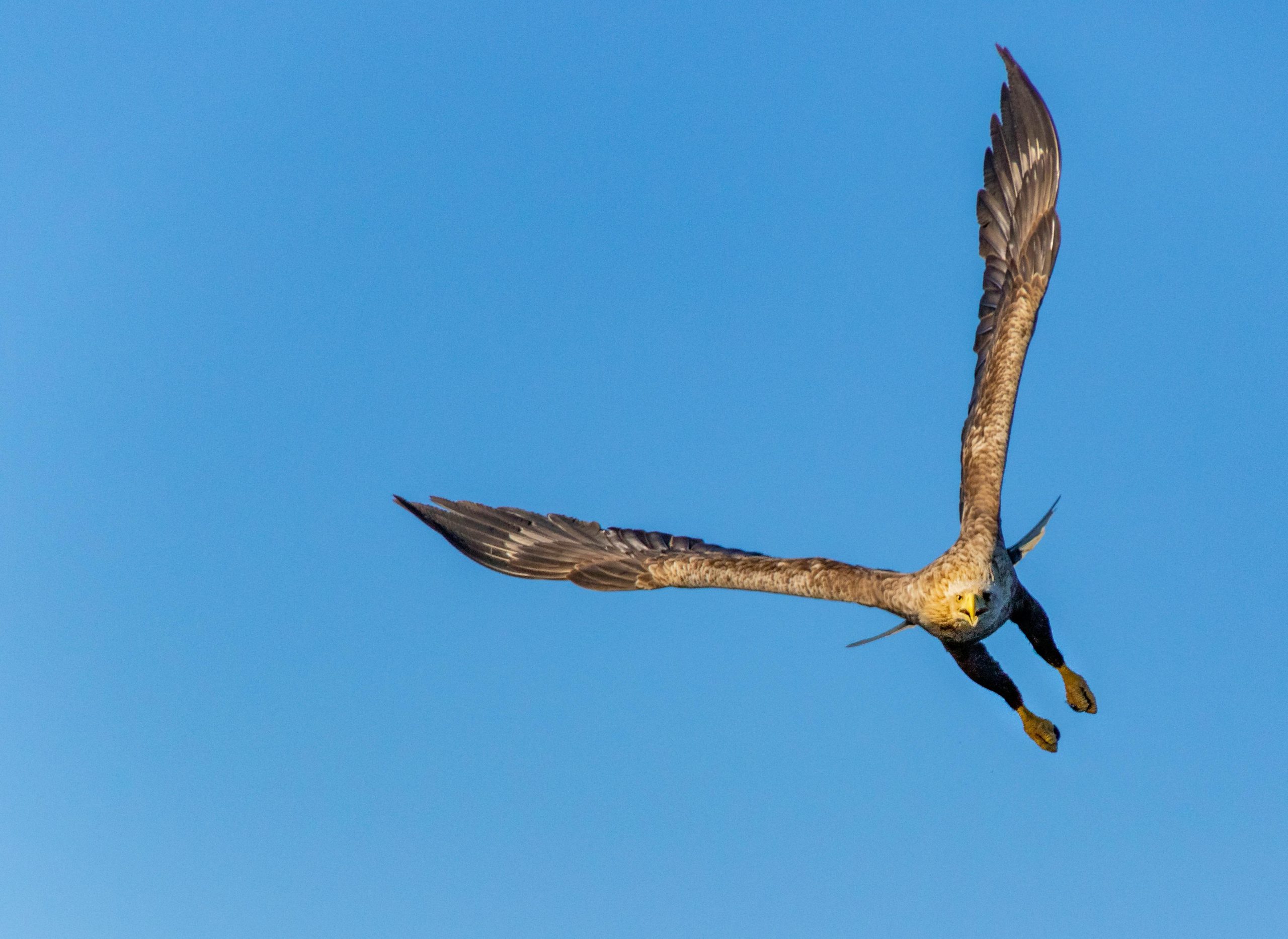 Raptors & Reflections: A Port Dover Photo Safari