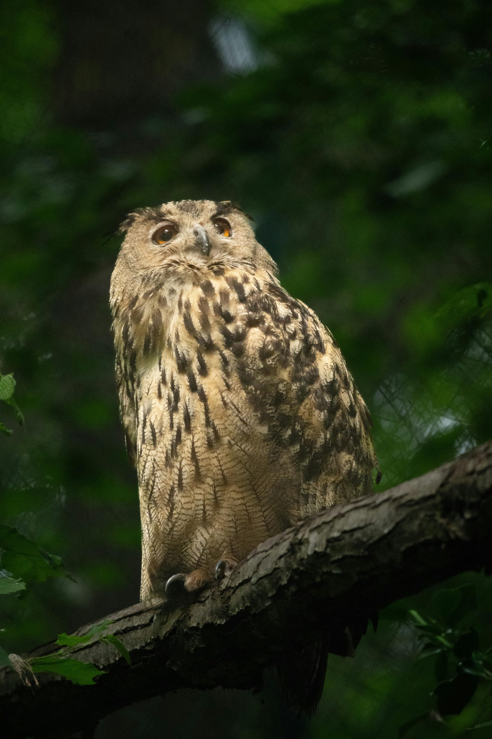 Raptors & Reflections: A Port Dover Photo Safari - Image 3
