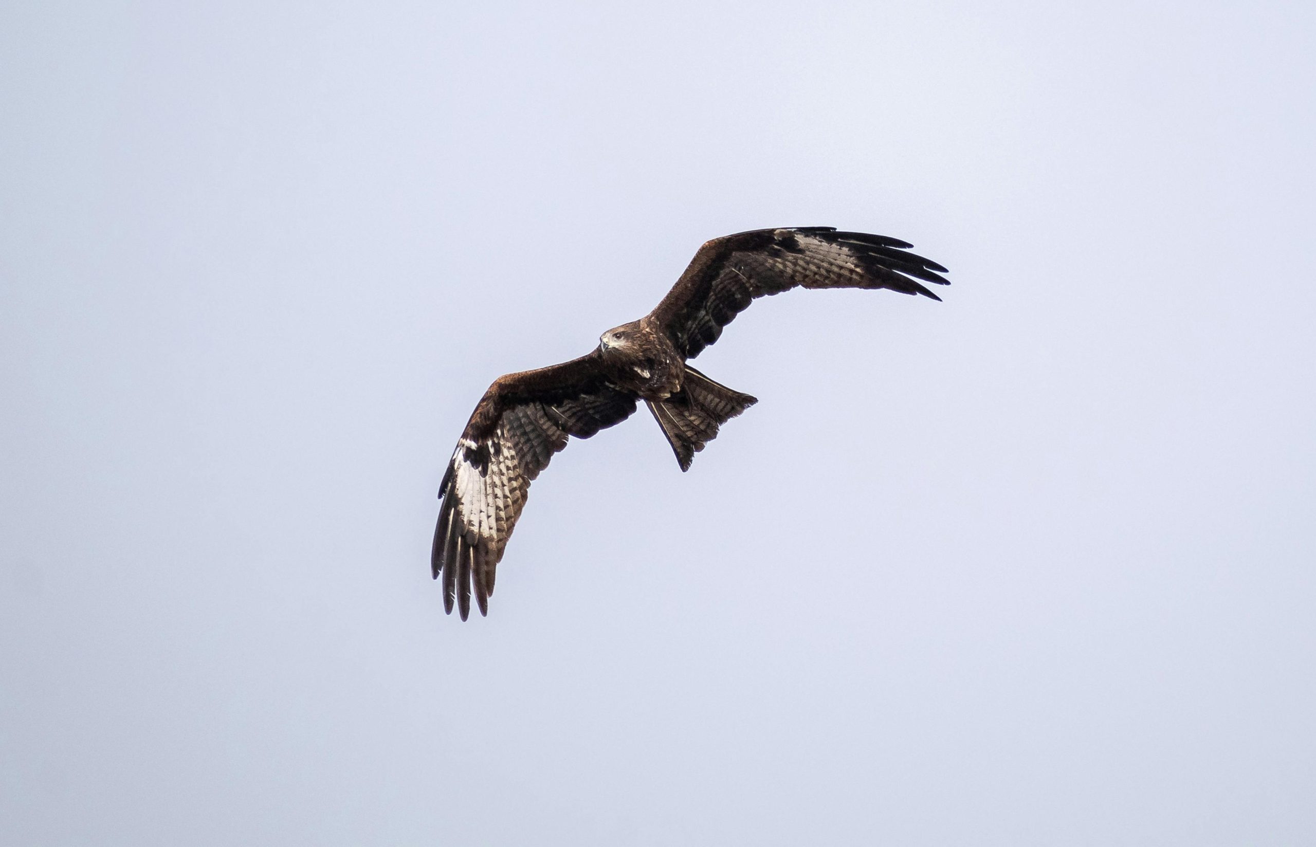 Raptors & Reflections: A Port Dover Photo Safari - Image 5