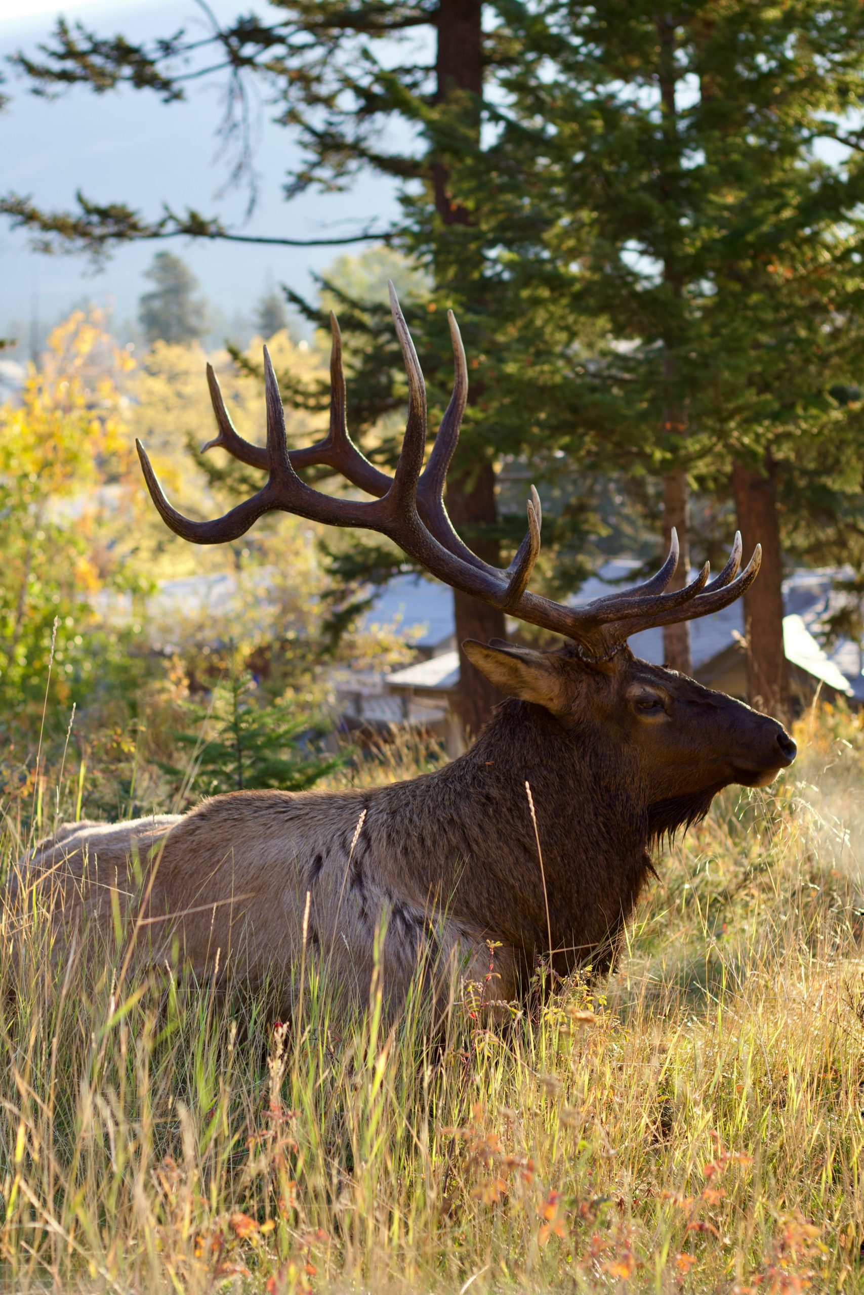 Jasper Dark Skies Escape: Astro, Landscape & Wildlife Photography Adventure (April 17–19) - Image 6