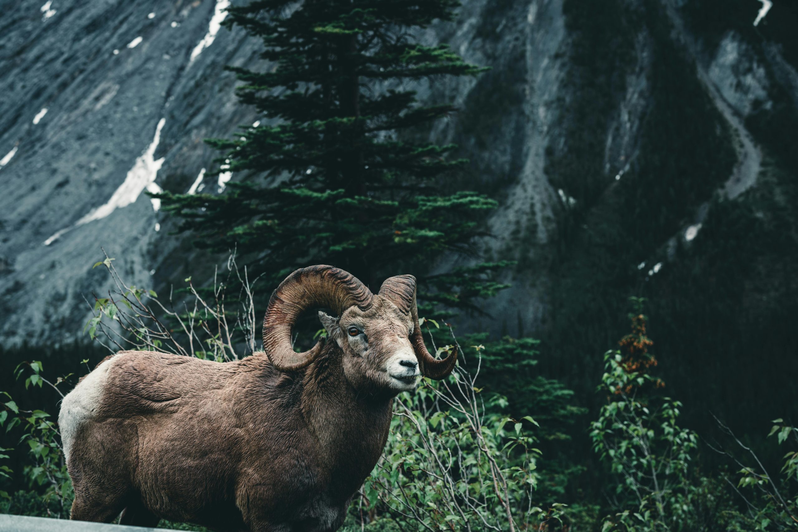 Jasper Dark Skies Escape: Astro, Landscape & Wildlife Photography Adventure (April 17–19) - Image 8