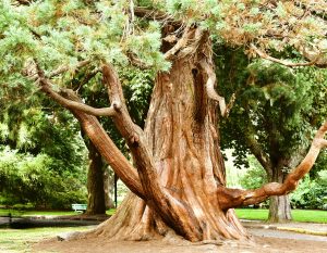 Large ancient tree with wide twisted bark branches at Beacon Hill Park in Victoria