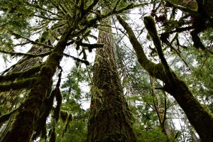 Low-angle view looking up at massive old-growth Douglas fir trees in Cathedral Grove