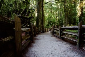 Graveled hiking trail passing through ancient Douglas fir trees at Cathedral Grove
