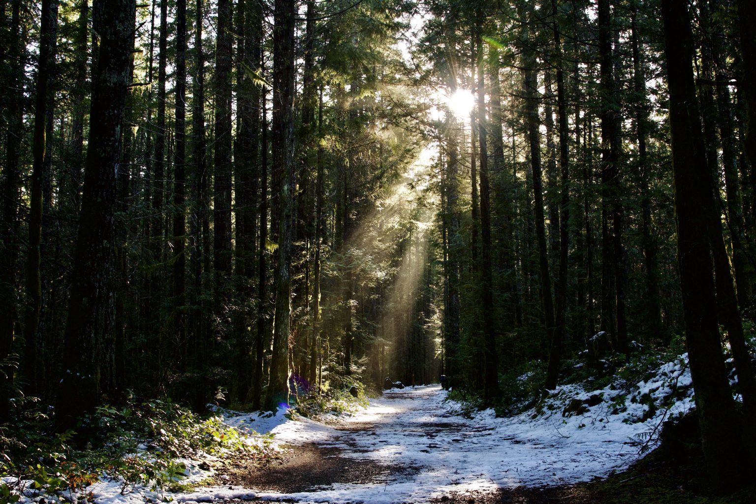 Sunbeams piercing through evergreen forest trees onto a snowy path along Nymph Falls trail
