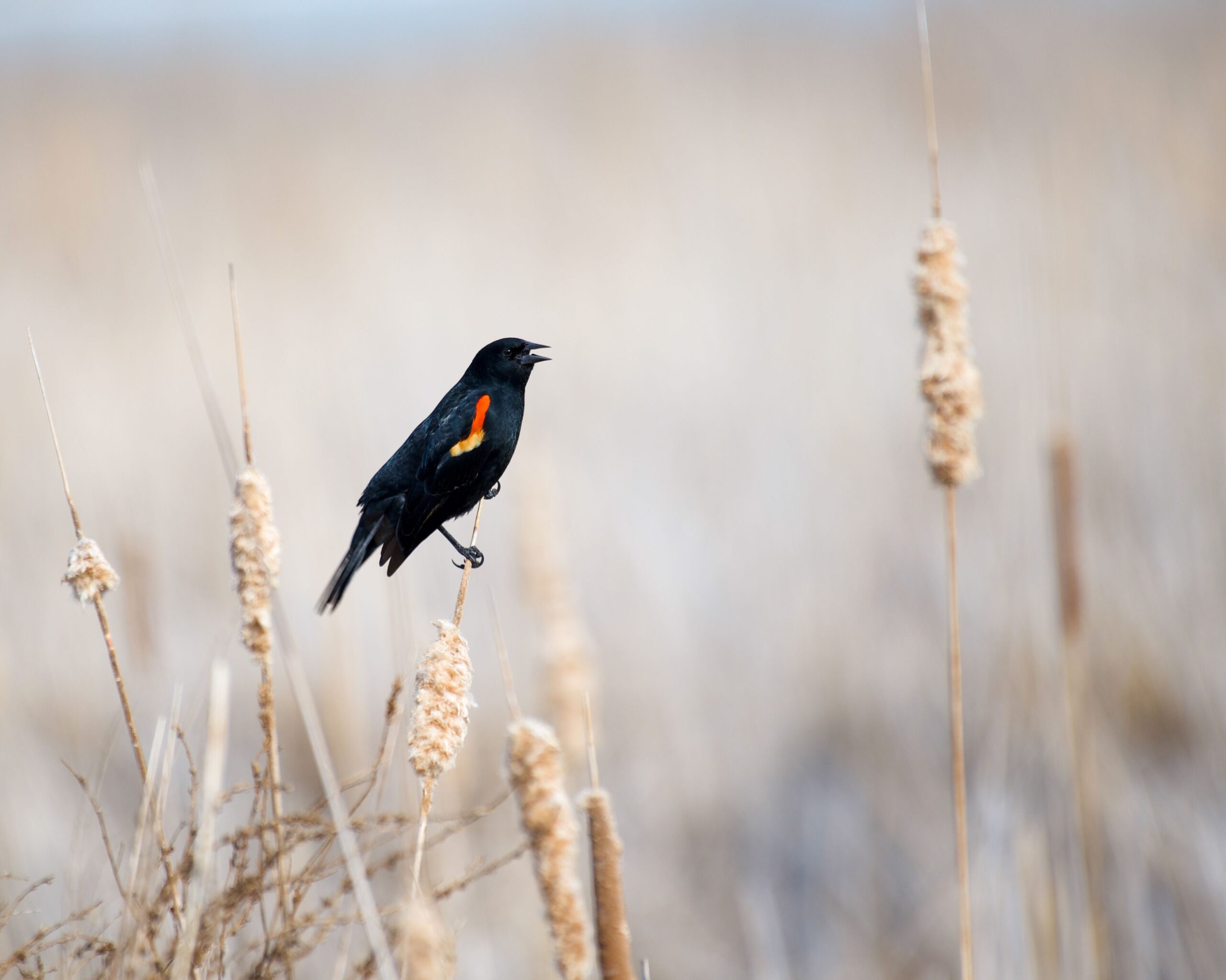 Red-winged blackbird perched on a dry cattail stem in a wetland marsh